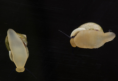 Bourciera helicinaeformis