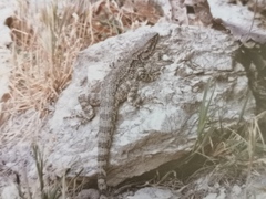Turkestan Rock Agama photo 4