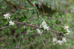 Olearia bullata