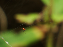 Argyrodes flavescens