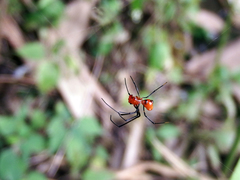 Argyrodes flavescens