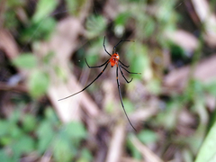 Argyrodes flavescens