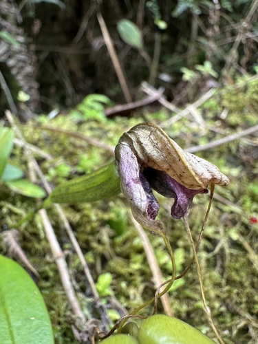Masdevallia caudata, photograph 1