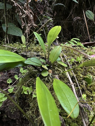 Masdevallia caudata, photograph 2