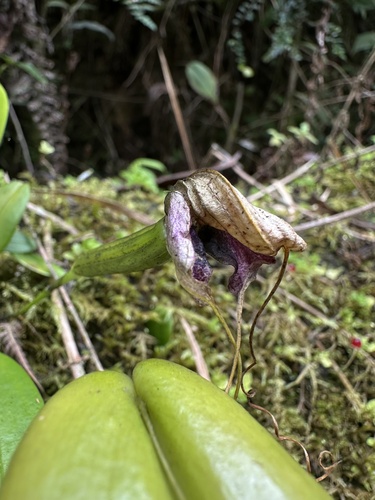 Masdevallia caudata
