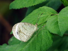 Leptosia nina niobe