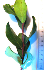 Acokanthera oppositifolia