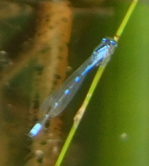 Enallagma praevarum
