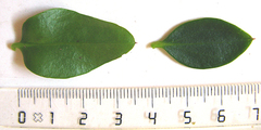Acokanthera oppositifolia