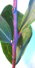 Acokanthera oppositifolia
