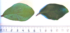 Acokanthera oppositifolia