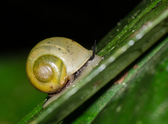 Bourciera helicinaeformis