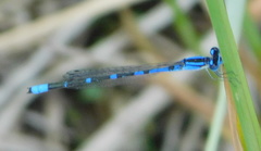 Enallagma praevarum