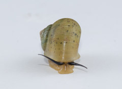 Bourciera helicinaeformis