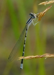 Enallagma praevarum