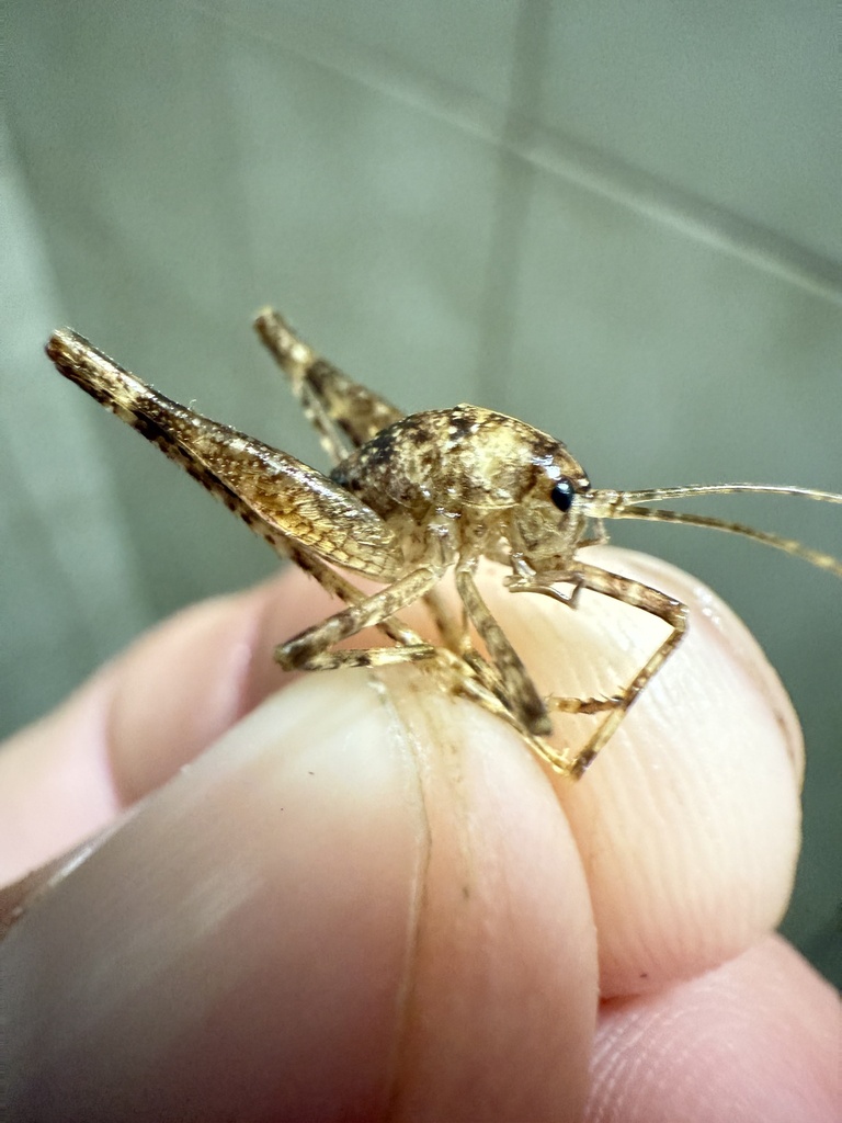 Short-tailed Cave-cricket