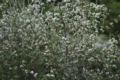 Olearia bullata