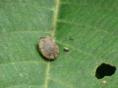 Aegista