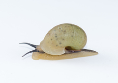 Bourciera helicinaeformis