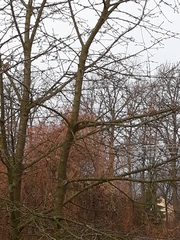 Dendrocopos major
