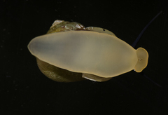 Bourciera helicinaeformis