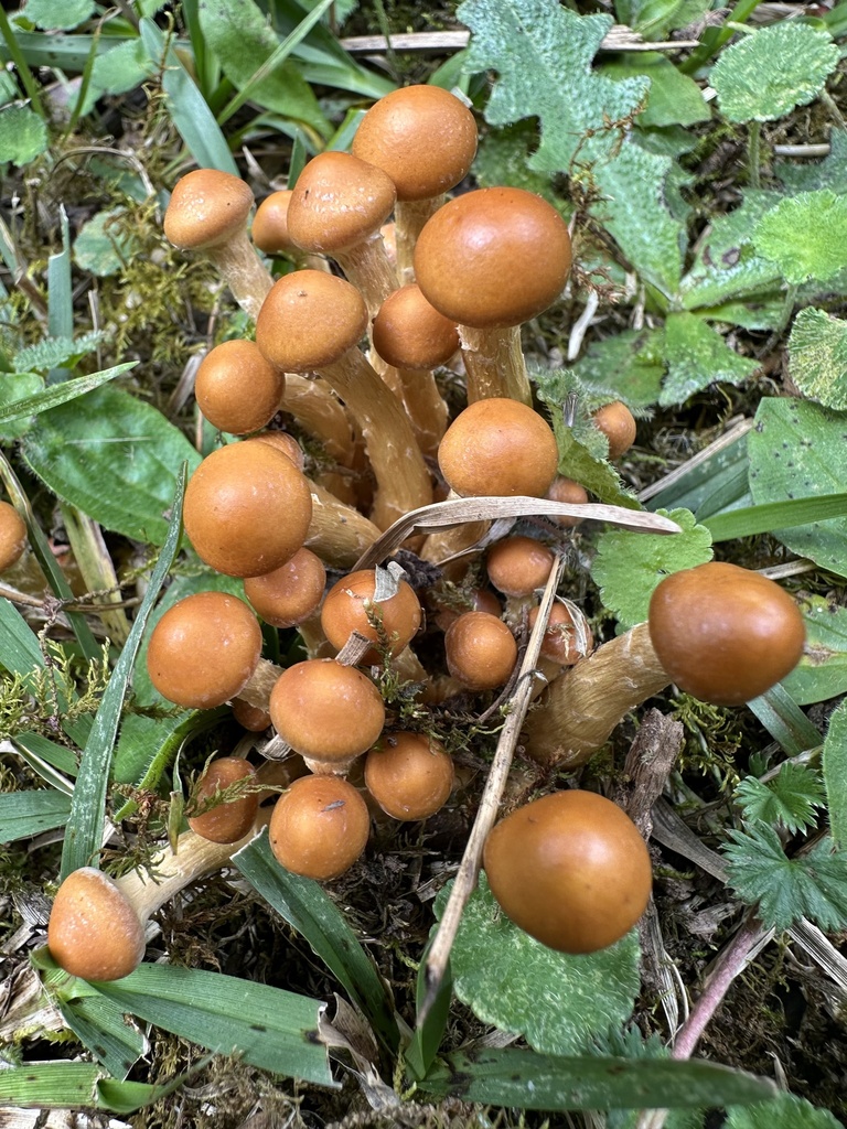 Psilocybe zapotecorum · November 2025 · photo: © nbareschu (iNaturalist, cc-by)