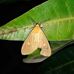 Asota caricae