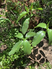 Tabernaemontana elegans