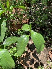 Tabernaemontana elegans