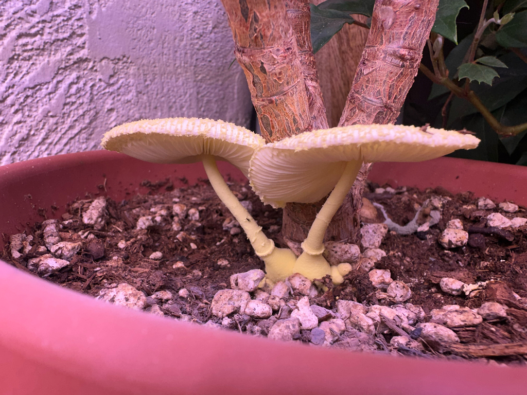 Leucocoprinus birnbaumii · November 2025 · photo: © creaturecalledkate (iNaturalist, cc0)