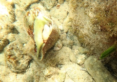 Paguristes frontalis