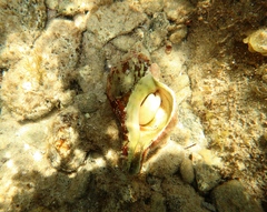 Paguristes frontalis