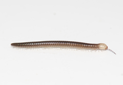 Stemmiulidae