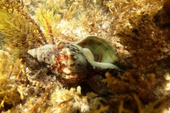 Paguristes frontalis