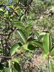 Cryptolepis cryptolepioides