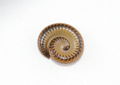 Stemmiulidae