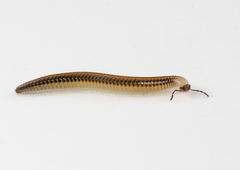 Stemmiulidae
