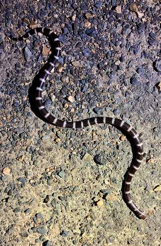 Eastern Bandy Bandy sighting