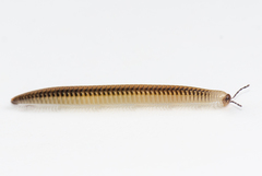 Stemmiulidae