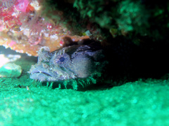 Batrachomoeus dubius
