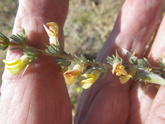 Aspalathus acanthophylla