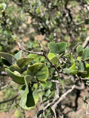 Combretum vendae vendae