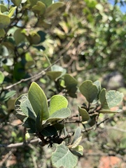 Combretum vendae vendae