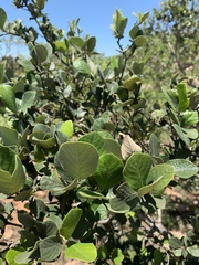 Combretum vendae vendae