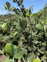 Combretum vendae vendae