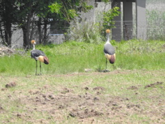 Balearica regulorum regulorum