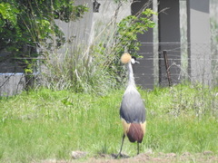 Balearica regulorum regulorum