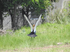 Balearica regulorum regulorum