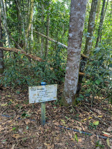 Foto de Virola bicuhyba