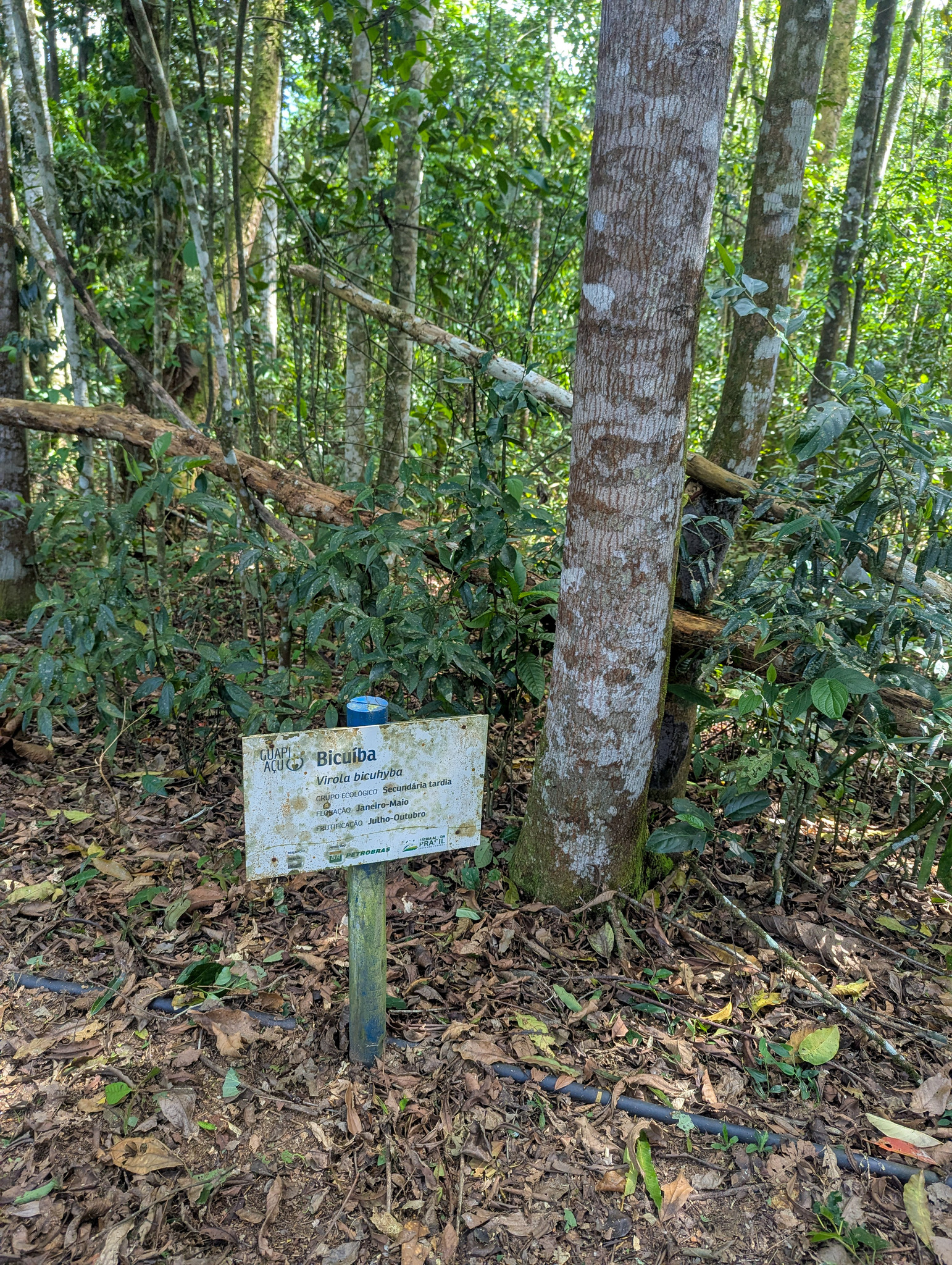 Imagem de Virola bicuhyba